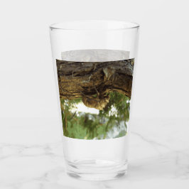 Cicada Muschel. Es war in Eile. Glas