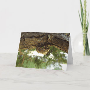 Cicada Muschel. Es war in Eile. Karte