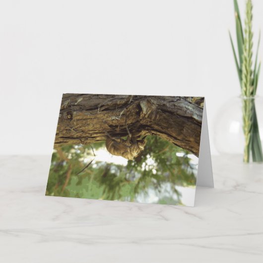 Cicada Muschel. Es war in Eile. Karte (Vorderseite)