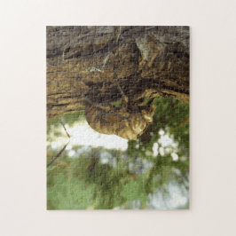 Cicada Muschel. Es war in Eile. Puzzle