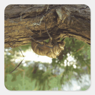 Cicada Muschel. Es war in Eile. Quadratischer Aufkleber