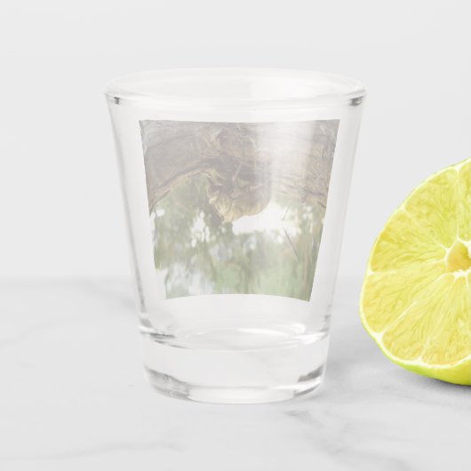 Cicada Muschel. Es war in Eile. Schnapsglas (Rückseite)