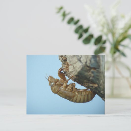 Cicada Muschel. Postkarte (Stehend Vorderseite)