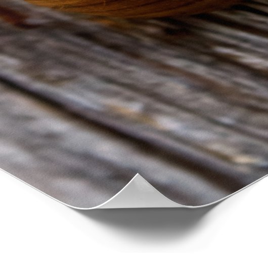 Cicada Poster (Ecke)