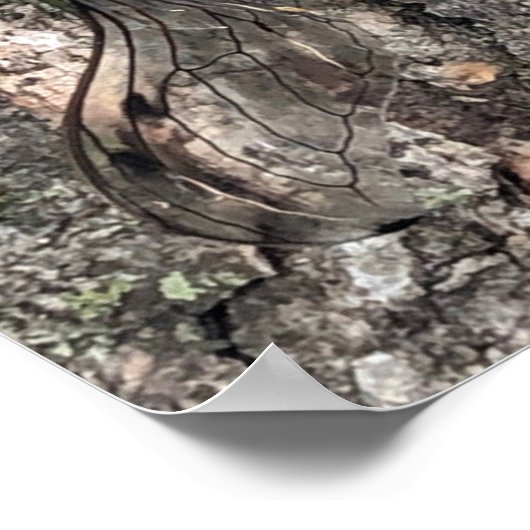 Cicada Poster (Ecke)