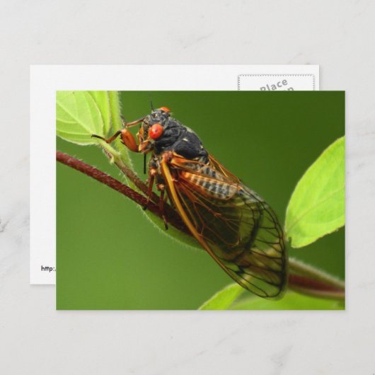 Cicada Postkarte (Vorne/Hinten)