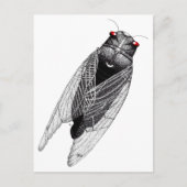 Cicada Postkarte (Vorderseite)