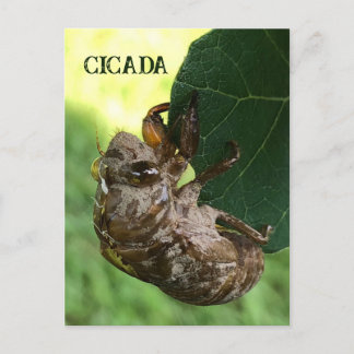 Cicada - Postkarte