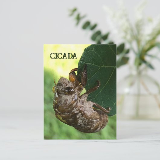 Cicada - Postkarte (Stehend Vorderseite)