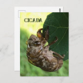 Cicada - Postkarte (Vorne/Hinten)