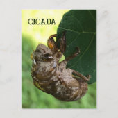 Cicada - Postkarte (Vorderseite)