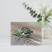Cicada Postkarte (Stehend Vorderseite)