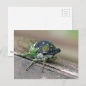 Cicada Postkarte (Vorne/Hinten)