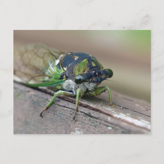 Cicada Postkarte (Vorderseite)