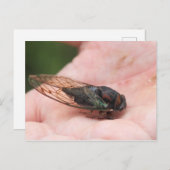Cicada Postkarte (Vorne/Hinten)