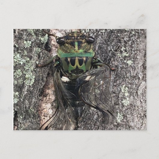 Cicada Postkarte (Vorderseite)