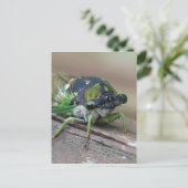 Cicada Postkarte (Stehend Vorderseite)