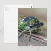 Cicada Postkarte (Vorne/Hinten)