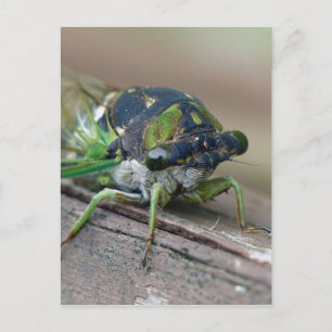 Cicada Postkarte