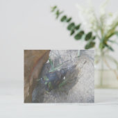 Cicada Postkarte (Stehend Vorderseite)