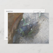 Cicada Postkarte (Vorne/Hinten)