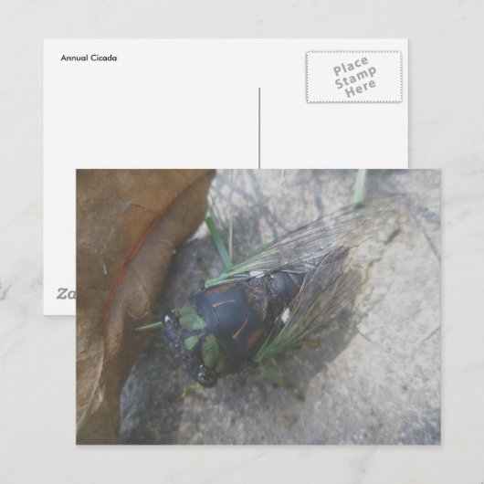 Cicada Postkarte (Vorne/Hinten)