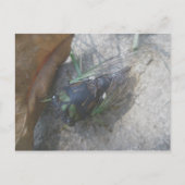 Cicada Postkarte (Vorderseite)