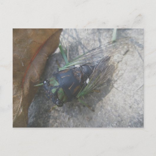 Cicada Postkarte (Vorderseite)