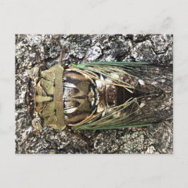 Cicada Postkarte