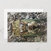 Cicada Postkarte (Vorne/Hinten)
