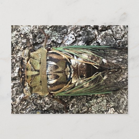 Cicada Postkarte (Vorderseite)