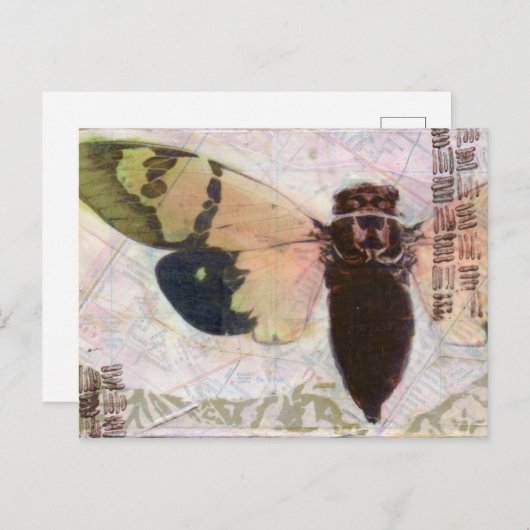 Cicada Postkarte (Vorne/Hinten)