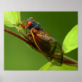 Cicada Print Poster (Vorne)