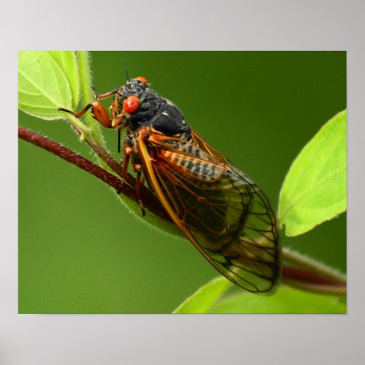 Cicada Print Poster (Vorne)