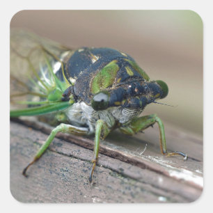 Cicada Quadratischer Aufkleber