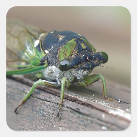 Cicada Quadratischer Aufkleber (Vorderseite)