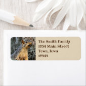 Cicada Snacker (Insitu)