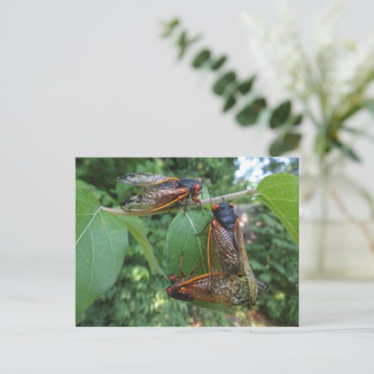 Cicada Trio Postkarte (Stehend Vorderseite)