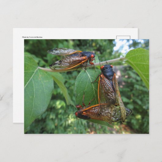 Cicada Trio Postkarte (Vorne/Hinten)