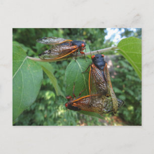Cicada Trio Postkarte