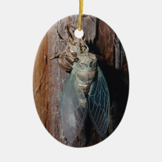 Cicada trocknet seine Flügel Keramikornament (Vorne)