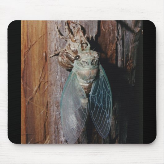 Cicada trocknet seine Flügel Mousepad (Vorne)