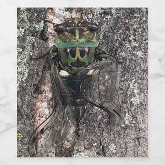 Cicada Weinetikett (Einzelnes Label)