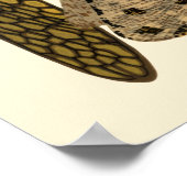 Cicadas Insects Vintage 1929 Illustrations Poster (Ecke)