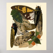 Cicadas Insects Vintage 1929 Illustrations Poster (Vorne)