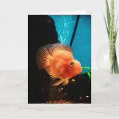 "Cichlid Blood Parrot" Danke Karte (Vorderseite)