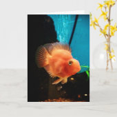 "Cichlid Blood Parrot" Danke Karte (Gelbe Blume)
