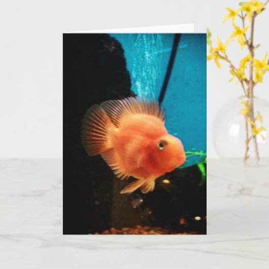 "Cichlid Blood Parrot" Danke Karte (Gelbe Blume)