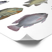 Cichlid Group Poster (Ecke)