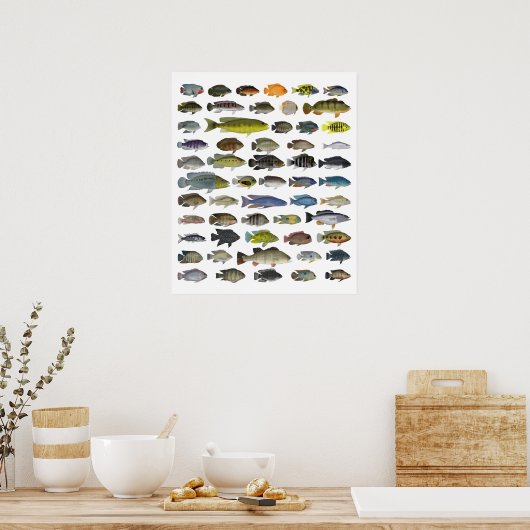 Cichlid Group Poster (Küche)